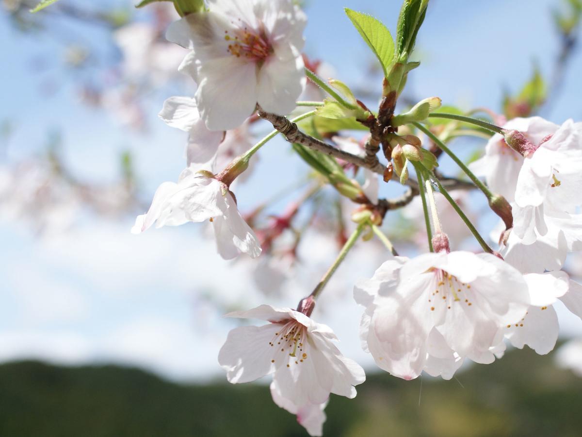 Hot Hirayama Kami (Kochi) Bagian luar foto